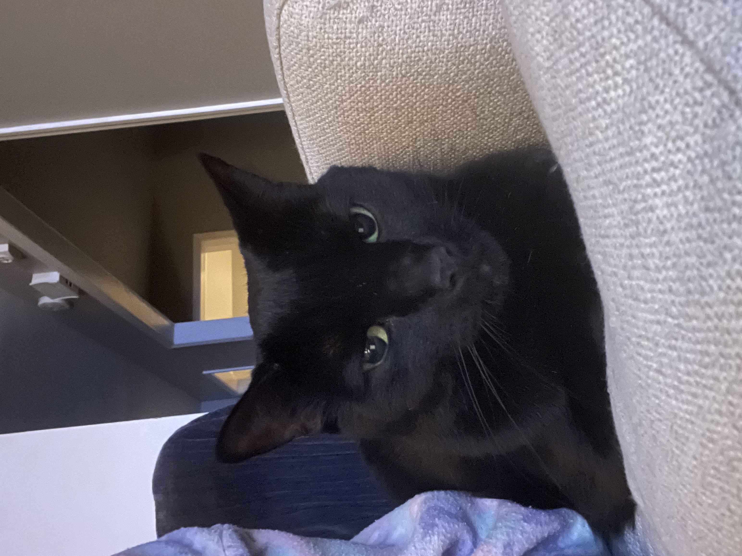 Darcy’s Digital Editing ✨